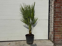 Europese dwergpalm - chamaerops humilis - hoogte ca. 100cm - afbeelding 1 van  3