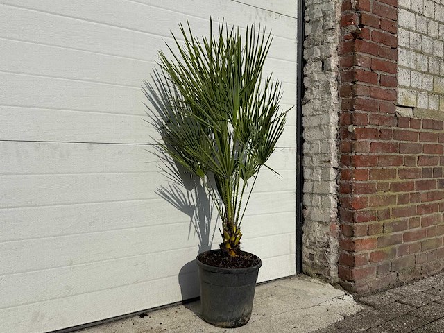 Europese dwergpalm - chamaerops humilis - hoogte ca. 100cm - afbeelding 3 van  4