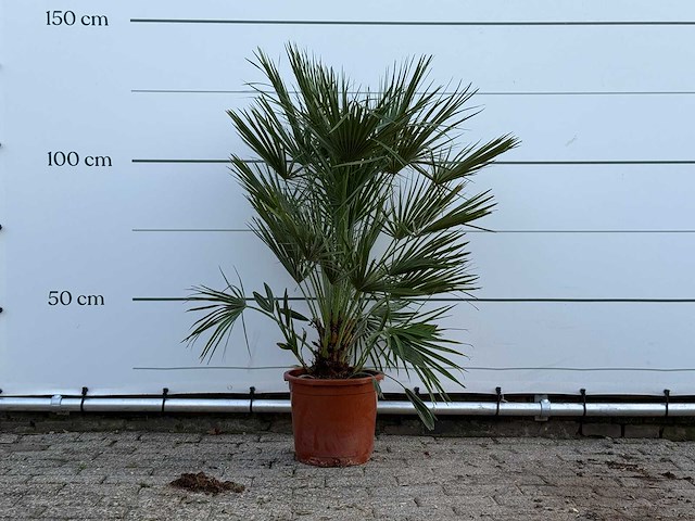 Europese dwergpalm - chamaerops humilis - hoogte ca. 130 cm - afbeelding 1 van  5