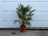 Europese dwergpalm - chamaerops humilis - hoogte ca. 130 cm - afbeelding 1 van  5