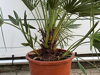 Europese dwergpalm - chamaerops humilis - hoogte ca. 130 cm - afbeelding 4 van  5