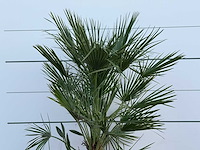 Europese dwergpalm - chamaerops humilis - hoogte ca. 130 cm - afbeelding 5 van  5
