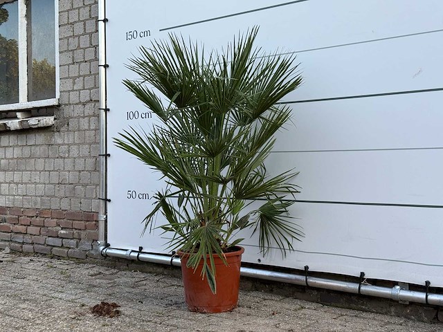 Europese dwergpalm - chamaerops humilis - hoogte ca. 130 cm - afbeelding 2 van  4