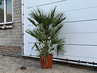 Europese dwergpalm - chamaerops humilis - hoogte ca. 130 cm - afbeelding 2 van  4