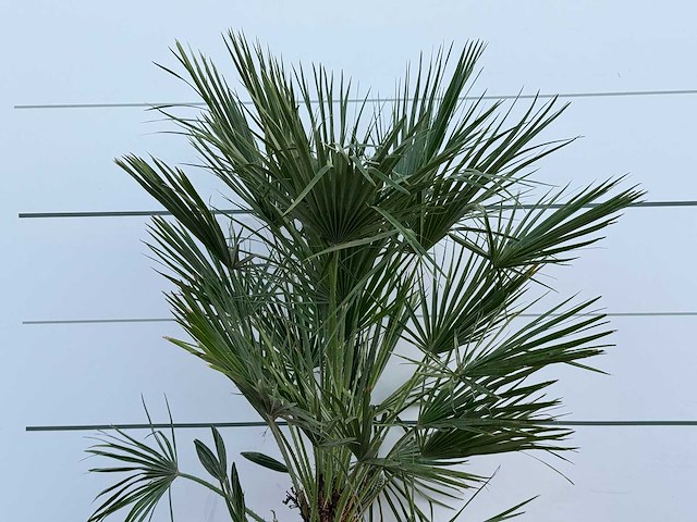 Europese dwergpalm - chamaerops humilis - hoogte ca. 130 cm - afbeelding 4 van  4