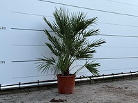 Europese dwergpalm - chamaerops humilis - hoogte ca. 130 cm - afbeelding 3 van  5