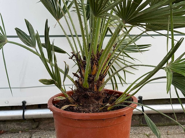 Europese dwergpalm - chamaerops humilis - hoogte ca. 130 cm - afbeelding 4 van  5