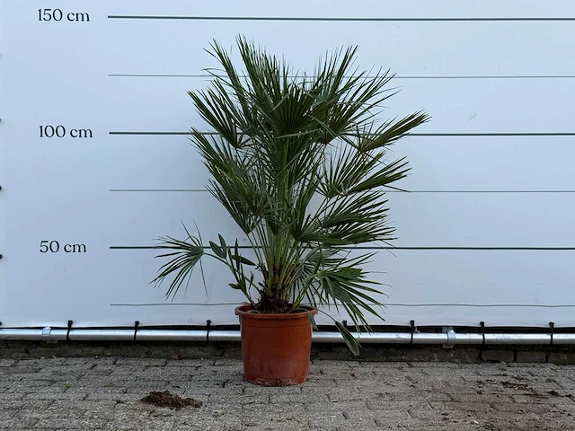 Europese dwergpalm - chamaerops humilis - hoogte ca. 130 cm - afbeelding 1 van  5