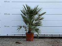 Europese dwergpalm - chamaerops humilis - hoogte ca. 130 cm