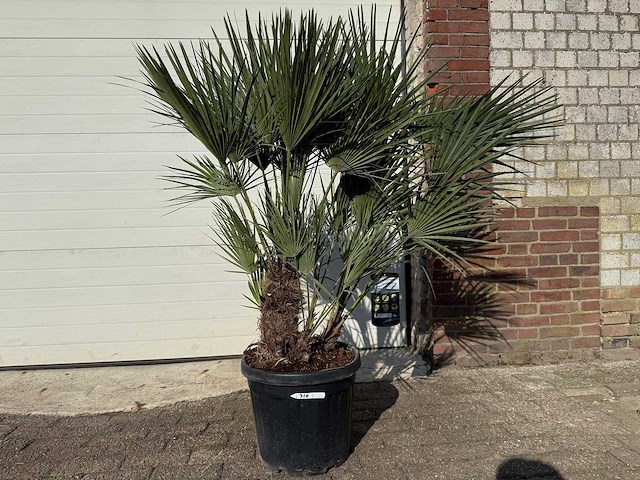 Europese dwergpalm - chamaerops humilis - hoogte ca. 150cm - afbeelding 1 van  3