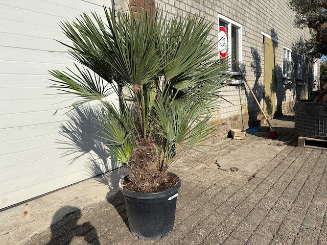 Europese dwergpalm - chamaerops humilis - hoogte ca. 150cm - afbeelding 2 van  3