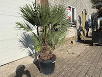 Europese dwergpalm - chamaerops humilis - hoogte ca. 150cm - afbeelding 2 van  3