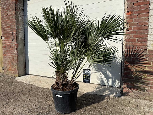 Europese dwergpalm - chamaerops humilis - hoogte ca. 150cm - afbeelding 3 van  3