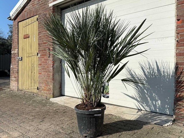 Europese dwergpalm - chamaerops humilis - hoogte ca. 150cm - afbeelding 1 van  2