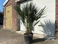 Europese dwergpalm - chamaerops humilis - hoogte ca. 150cm - afbeelding 1 van  2