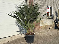 Europese dwergpalm - chamaerops humilis - hoogte ca. 150cm - afbeelding 2 van  2