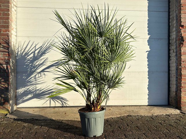 Europese dwergpalm - chamaerops humilis - hoogte ca. 150cm - afbeelding 1 van  3