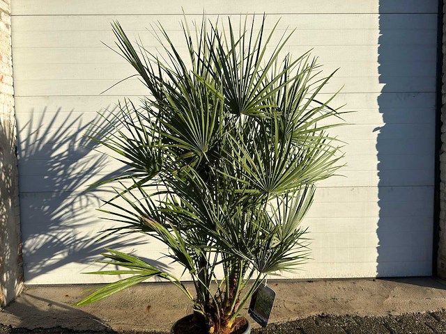 Europese dwergpalm - chamaerops humilis - hoogte ca. 150cm - afbeelding 3 van  3