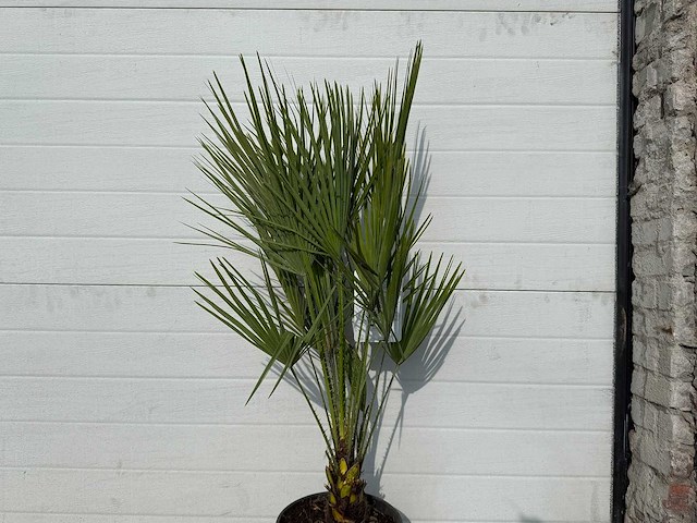 Europese dwergpalm - chamaerops humilis - hoogte ca. 70 cm - afbeelding 3 van  4