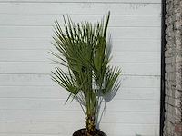 Europese dwergpalm - chamaerops humilis - hoogte ca. 70 cm - afbeelding 3 van  4