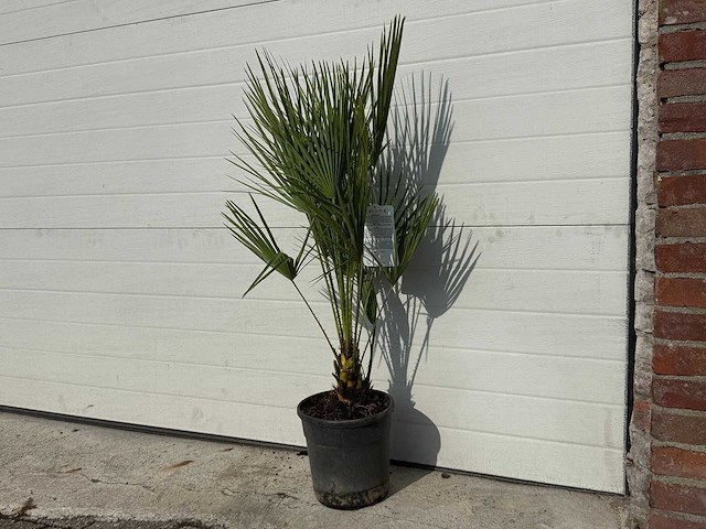 Europese dwergpalm - chamaerops humilis - hoogte ca. 80 cm - afbeelding 2 van  4
