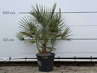 Europese dwergpalm m - chamaerops humilis - hoogte ca. 100 cm - afbeelding 1 van  2