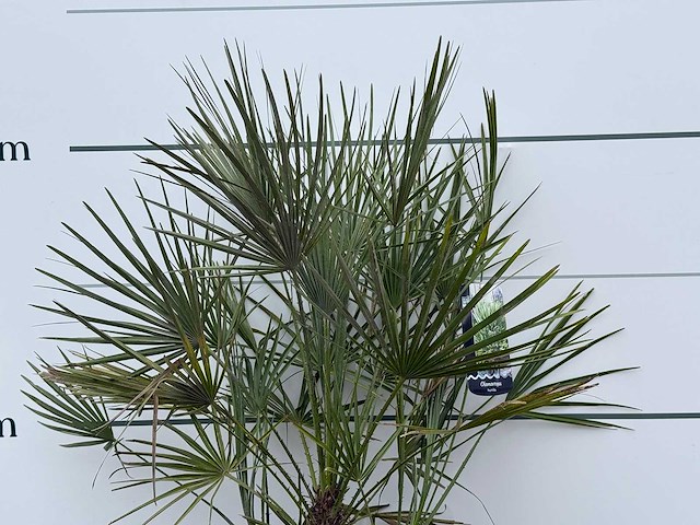 Europese dwergpalm m - chamaerops humilis - hoogte ca. 100 cm - afbeelding 2 van  2
