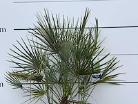 Europese dwergpalm m - chamaerops humilis - hoogte ca. 100 cm - afbeelding 2 van  2