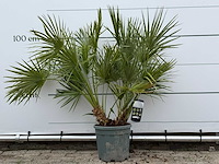 Europese dwergpalm m - chamaerops humilis - hoogte ca. 110 cm - afbeelding 1 van  3