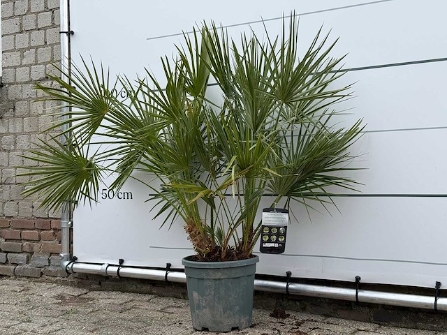 Europese dwergpalm m - chamaerops humilis - hoogte ca. 110 cm - afbeelding 2 van  3