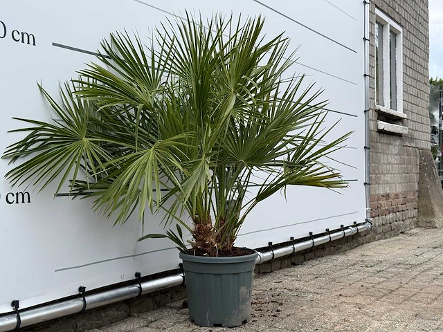 Europese dwergpalm m - chamaerops humilis - hoogte ca. 110 cm - afbeelding 3 van  3