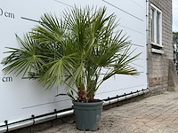 Europese dwergpalm m - chamaerops humilis - hoogte ca. 110 cm - afbeelding 3 van  3
