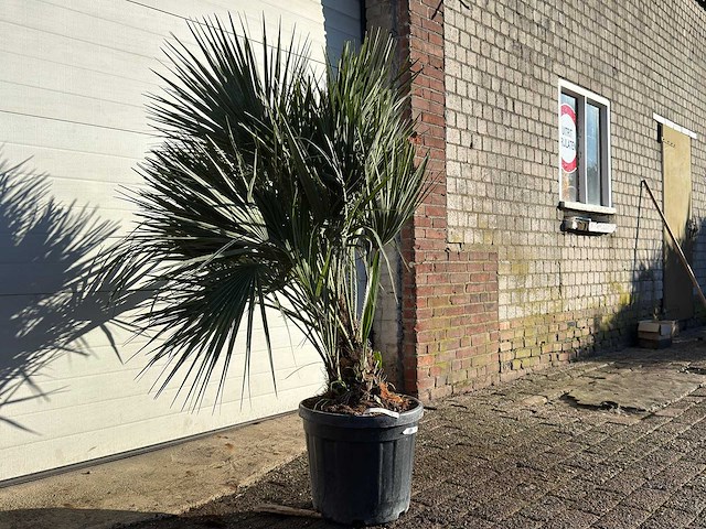 Europese dwergpalm m - chamaerops humilis - hoogte ca. 150 cm - afbeelding 1 van  1