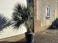 Europese dwergpalm m - chamaerops humilis - hoogte ca. 150 cm - afbeelding 1 van  1