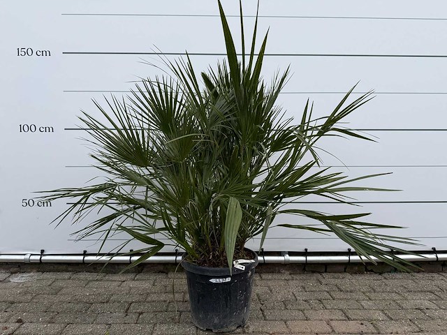 Europese dwergpalm m - chamaerops humilis - hoogte ca. 150 cm - afbeelding 1 van  3