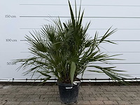 Europese dwergpalm m - chamaerops humilis - hoogte ca. 150 cm - afbeelding 1 van  3