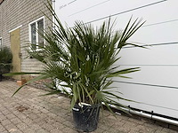 Europese dwergpalm m - chamaerops humilis - hoogte ca. 150 cm - afbeelding 2 van  3