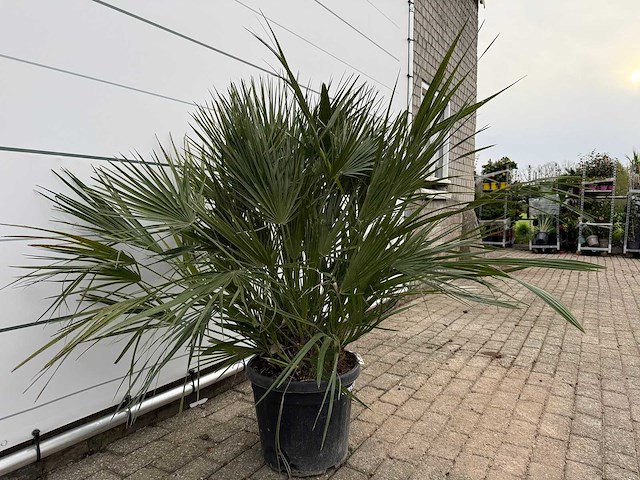 Europese dwergpalm m - chamaerops humilis - hoogte ca. 150 cm - afbeelding 3 van  3