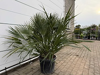 Europese dwergpalm m - chamaerops humilis - hoogte ca. 150 cm - afbeelding 3 van  3