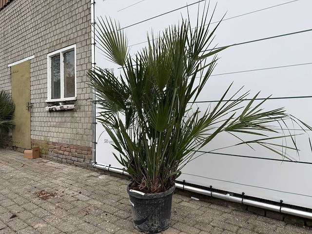 Europese dwergpalm m - chamaerops humilis - hoogte ca. 150 cm - afbeelding 1 van  1