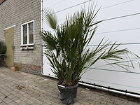 Europese dwergpalm m - chamaerops humilis - hoogte ca. 150 cm - afbeelding 1 van  1
