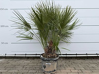 Europese dwergpalm m - chamaerops humilis - hoogte ca. 150 cm - afbeelding 1 van  2
