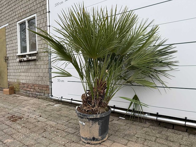 Europese dwergpalm m - chamaerops humilis - hoogte ca. 150 cm - afbeelding 2 van  2