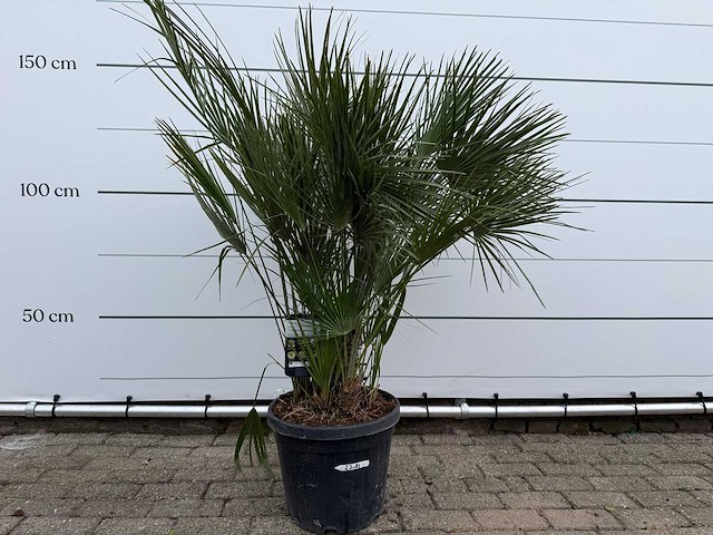 Europese dwergpalm m - chamaerops humilis - hoogte ca. 150 cm - afbeelding 1 van  3