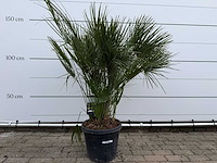 Europese dwergpalm m - chamaerops humilis - hoogte ca. 150 cm - afbeelding 1 van  3