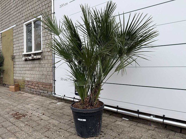 Europese dwergpalm m - chamaerops humilis - hoogte ca. 150 cm - afbeelding 2 van  3