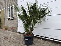 Europese dwergpalm m - chamaerops humilis - hoogte ca. 150 cm - afbeelding 2 van  3