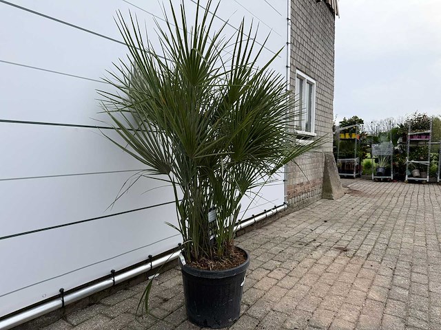 Europese dwergpalm m - chamaerops humilis - hoogte ca. 150 cm - afbeelding 3 van  3