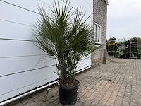 Europese dwergpalm m - chamaerops humilis - hoogte ca. 150 cm - afbeelding 3 van  3