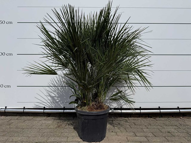 Europese dwergpalm m - chamaerops humilis - hoogte ca. 150 cm - afbeelding 1 van  4